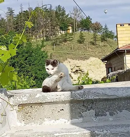 Lejlighed Acan Guenluek Kiralik Ev *