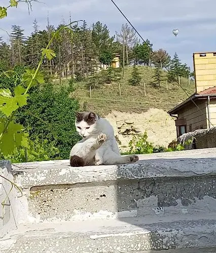 Apartment Acan Guenluek Kiralik Ev *